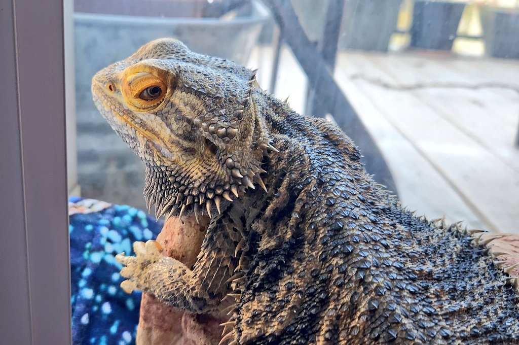 HallDrago's tweet photo. Winter is coming #LizardLife #GrumpFace https://t.co/LWAlLBX2HT