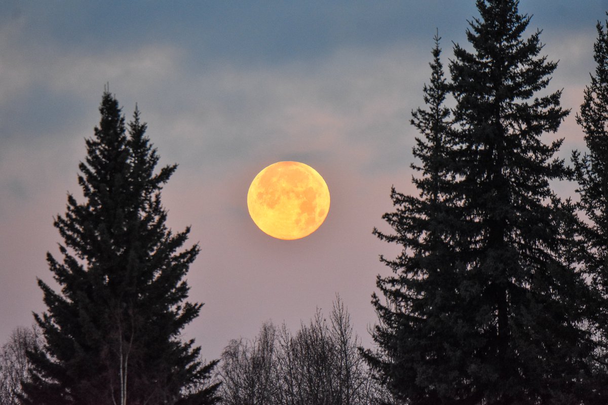 Friendsocf's tweet photo. Where there's a full moon, critters are sure to be creeping! Don't miss our upcoming program Masters of Disguise tomorrow from 4-8 pm at the Farmhouse Visitor Center!
Photo by Melanie Graeff.
#supermoon #alaska #creamersfield #halloween https://t.co/pfOR4Wfz9b