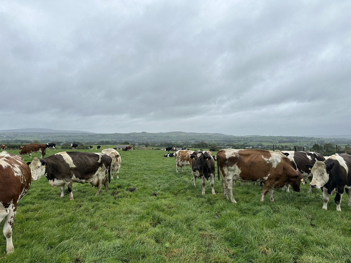 Ulster Grassland Society tweet media