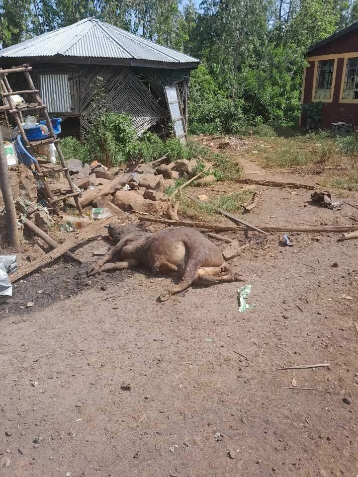 Belay_Ma's tweet photo. The International community should condemn z #WarOnAmhara, in Ethiopia. Civilians have been killed by drone strikes, heavy weaponries, air bombings. People extraordinarily killed. Schools &amp; health stations are damaged. Where is the outcry?
@StateDept @UNHumanRights @amnesty @hrw https://t.co/7PNsnyPm7I