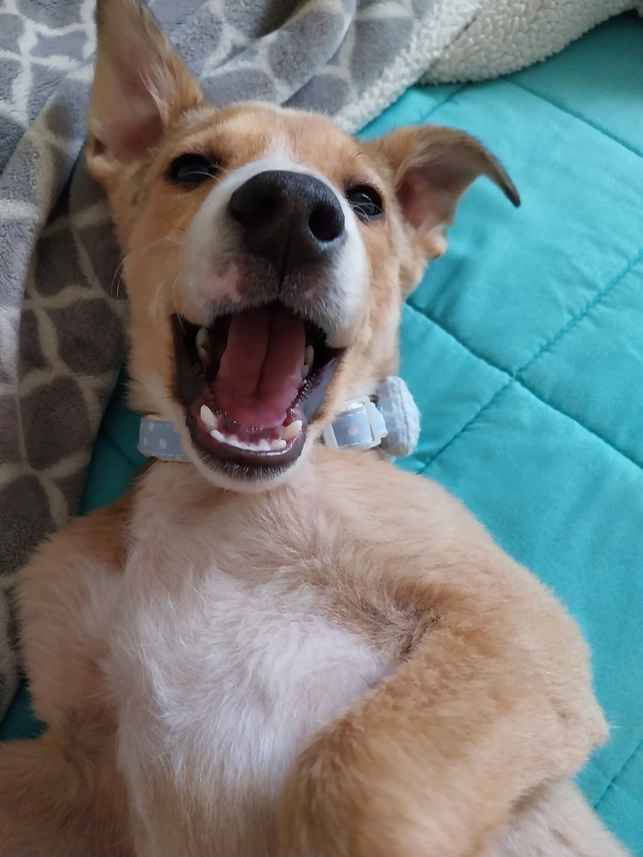 Flo221986's tweet photo. Mi bella Miel hoy cumple un año, la amo con mi vida, ella me rescato a mi, feliz cumpleaños Popi de amor 🐶🥰
#AdoptaNoCompres #perritos https://t.co/7MAKa4Ia2t