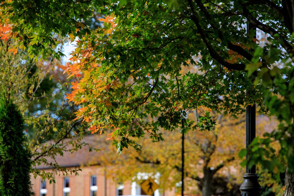 utmartin's tweet photo. Fall is finally making an appearance on campus 🍁🍂. https://t.co/h9pvr1dqJ5