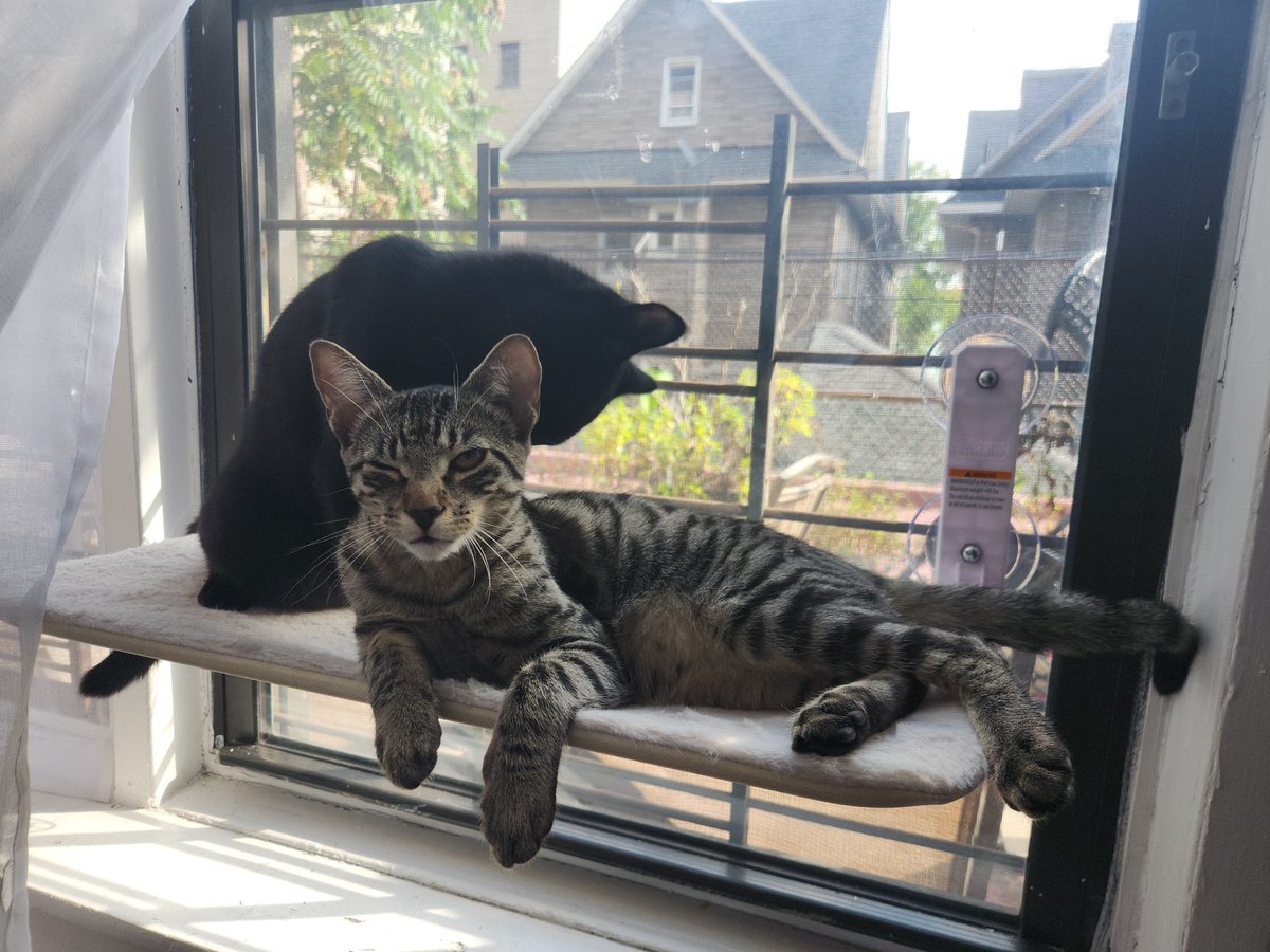 hellon dude tweet media