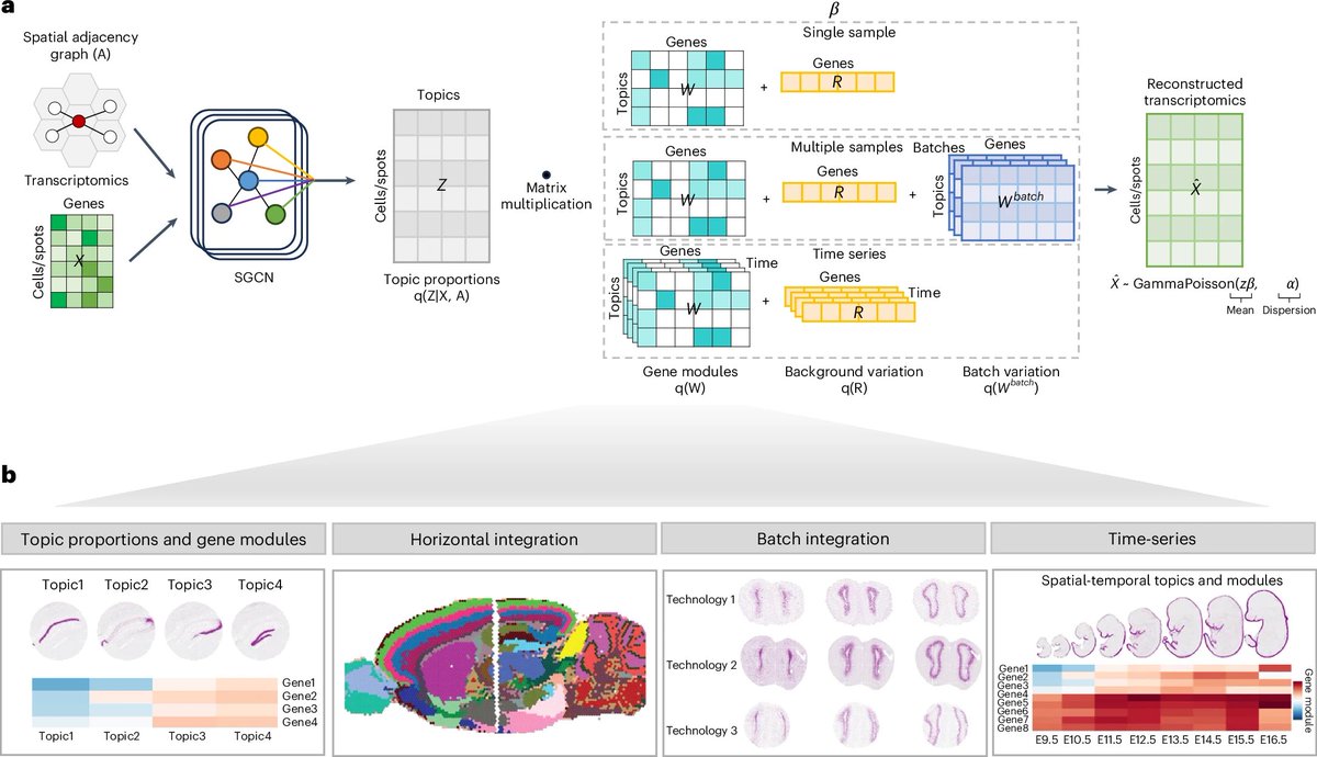 STAMP: Interpretable spatially aware dimension reduction of spatial transcriptomics nature.com/articles/s4159…