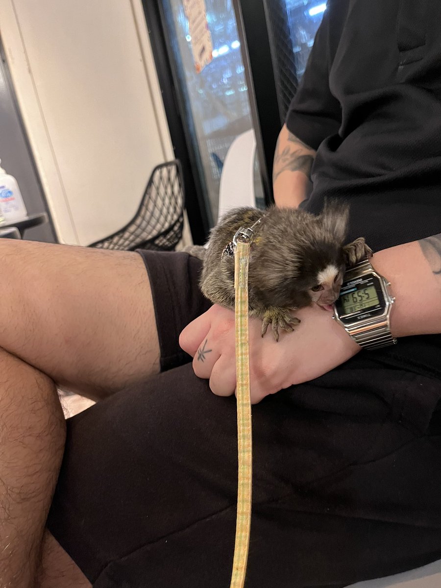 tyao0712's tweet photo. コモンマーモセット可愛すぎる
飼ってみたいなぁ〜
このことお散歩行ったりどこか旅したい
まじで可愛すぎてずっと動画見てる
ずっと昔から猿を飼ってみたくて
買うならコモンマーモセットに決まりやな👍
引き取りれるところどこがあるんやろ〜
#コモンマーモセット
#猿
#引き取りたい https://t.co/mtqHsI0WkU