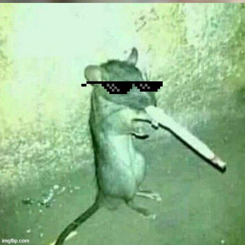 IgnaaNFT_'s tweet image. The trenches are full of $RWC 🐀🚬

Join us!!