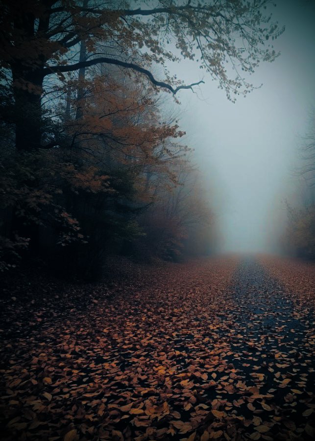 AledHall's tweet photo. Y niwl nôl gyda ni wrth iddi nosi a’r awel yn annog dawns y dail🍁🍁🍁

The fog back with us as it was getting dark and the breeze stirring up a dance of the leaves🍁🍁🍁

Nos da x https://t.co/ft2tcMwx12