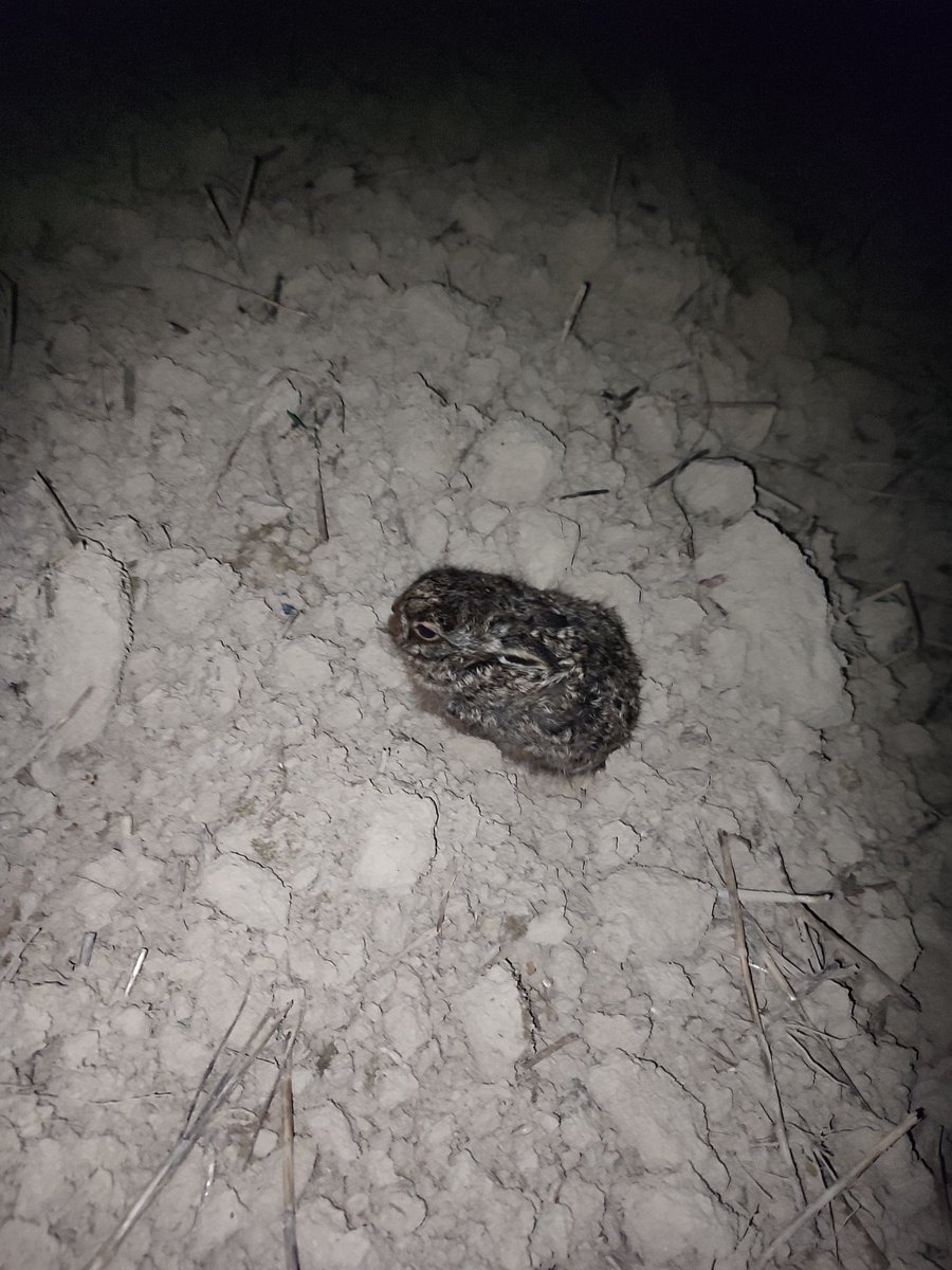 Guillaume SOUCHAY tweet media