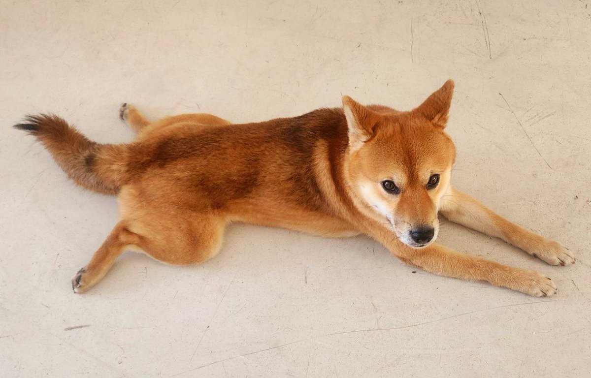 With me everything is safe.

$TOKU