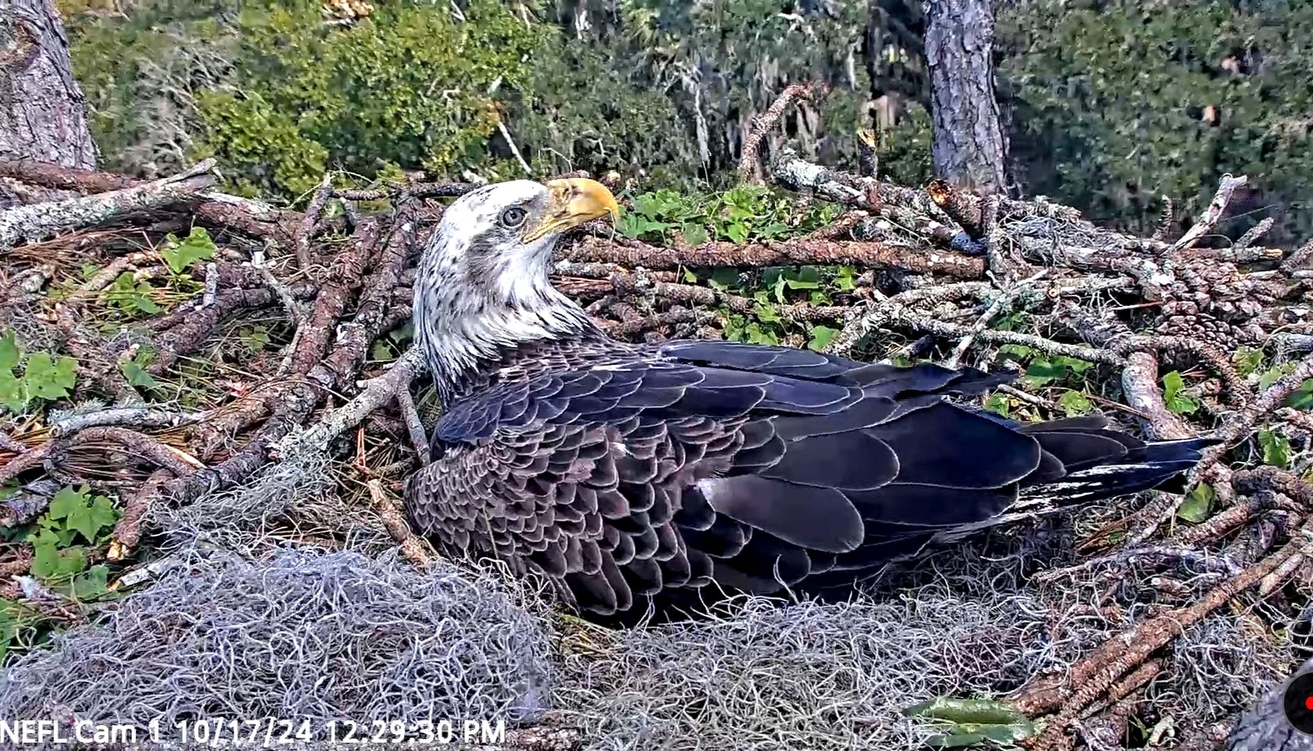 The NEFL Hamlet nefleaglecam X
