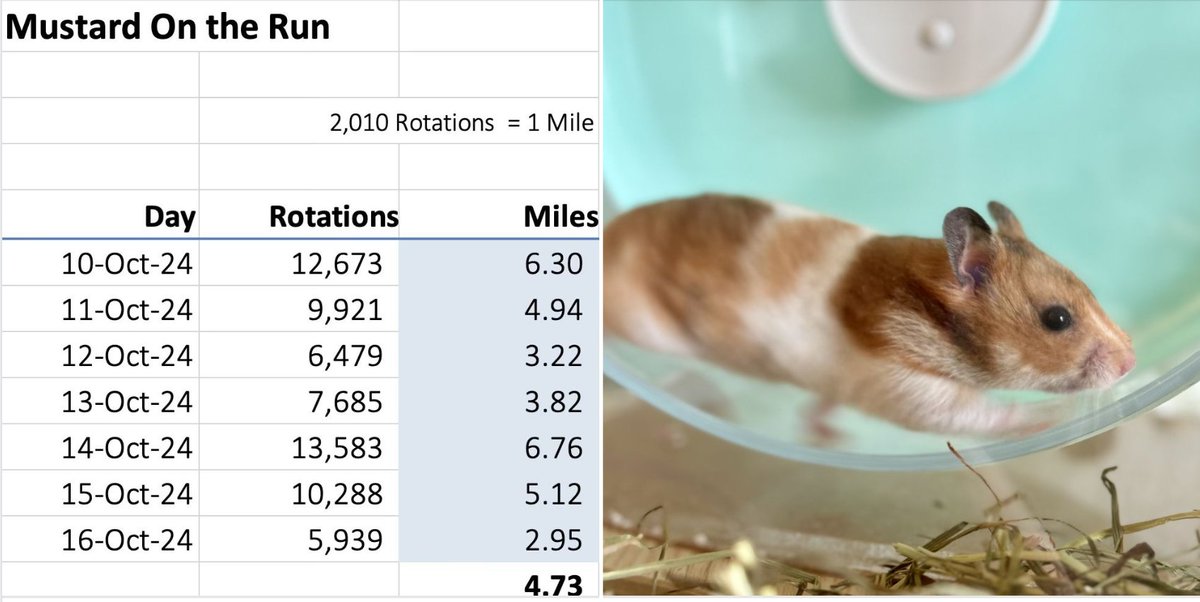 I’ve never tracked my steps. (I can count to 100 all by myself.) But I can (and do!) track Mustard’s miles through the pedometer on his hamster wheel. I’m thinking of trying to keep up with Mustard—that is, every day, I’ll run as much as Mustard did the night before. Should !?