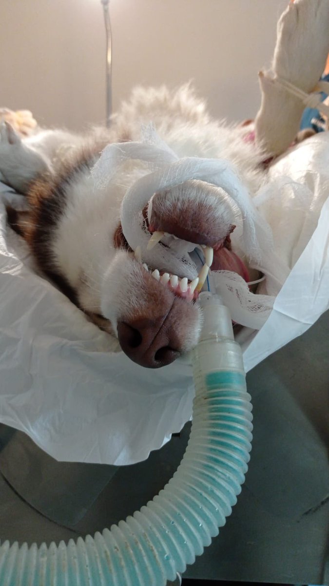 Fundación Toby tweet media