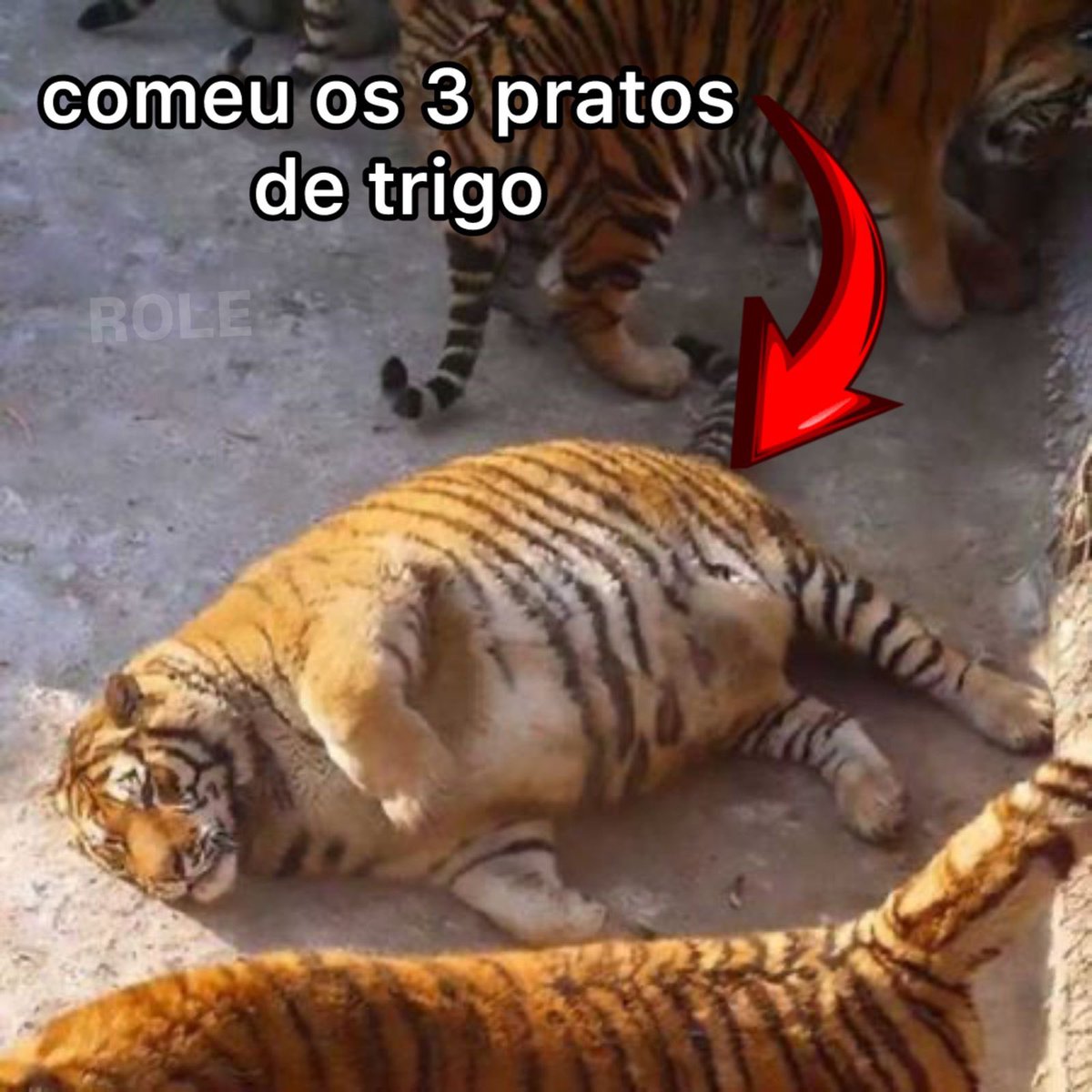 Rolê Aleatório tweet media