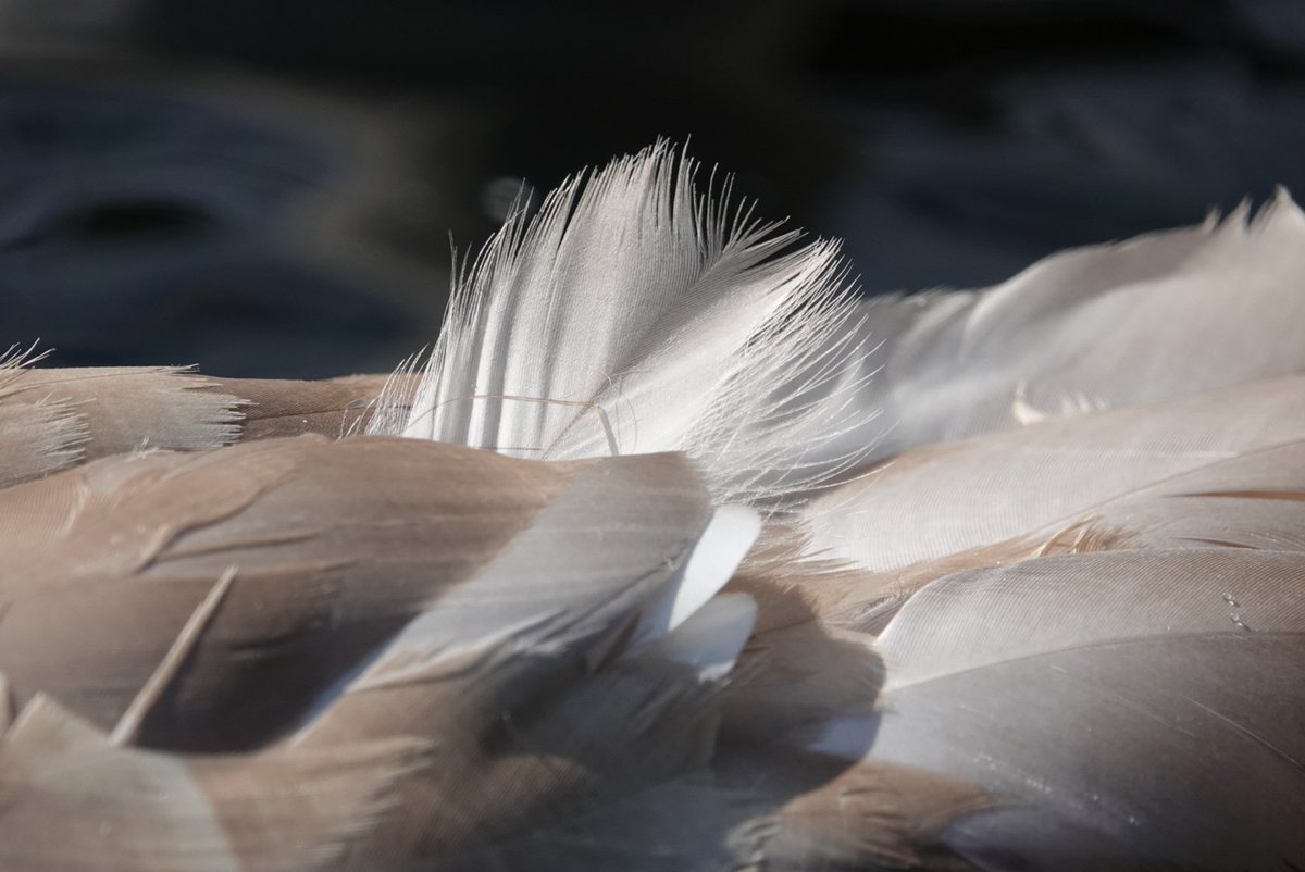 Grandpa_G_LE's tweet photo. @clicks1222 The white feathers emerging on a cygnet https://t.co/jq3t9kgYJy