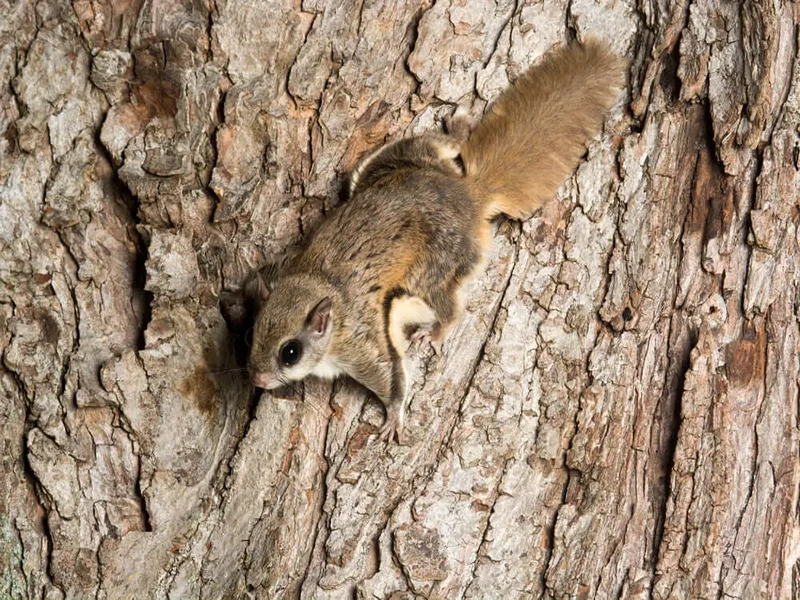 ThisIsYourLake's tweet photo. 🐿️  CREATURE FEATURE! This month, we're spotlighting small mammals! 🦫 From muskrats and beavers to chipmunks and the elusive flying squirrel, these critters play crucial roles in our ecosystem. 👉 https://t.co/DpBhhl0HPd
#CreatureFeature #LakeHopatcongWildlife #SqueakSquad https://t.co/WMoabgQUtD
