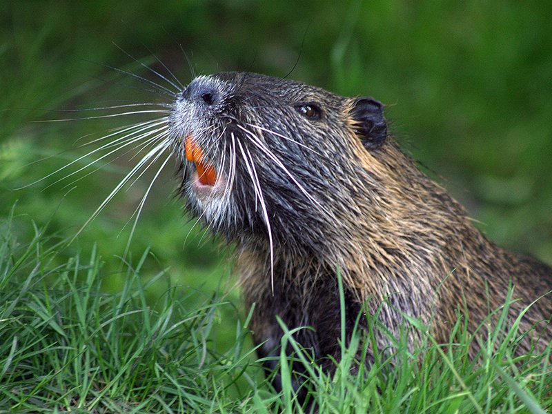 ThisIsYourLake's tweet photo. 🐿️  CREATURE FEATURE! This month, we're spotlighting small mammals! 🦫 From muskrats and beavers to chipmunks and the elusive flying squirrel, these critters play crucial roles in our ecosystem. 👉 https://t.co/DpBhhl0HPd
#CreatureFeature #LakeHopatcongWildlife #SqueakSquad https://t.co/WMoabgQUtD