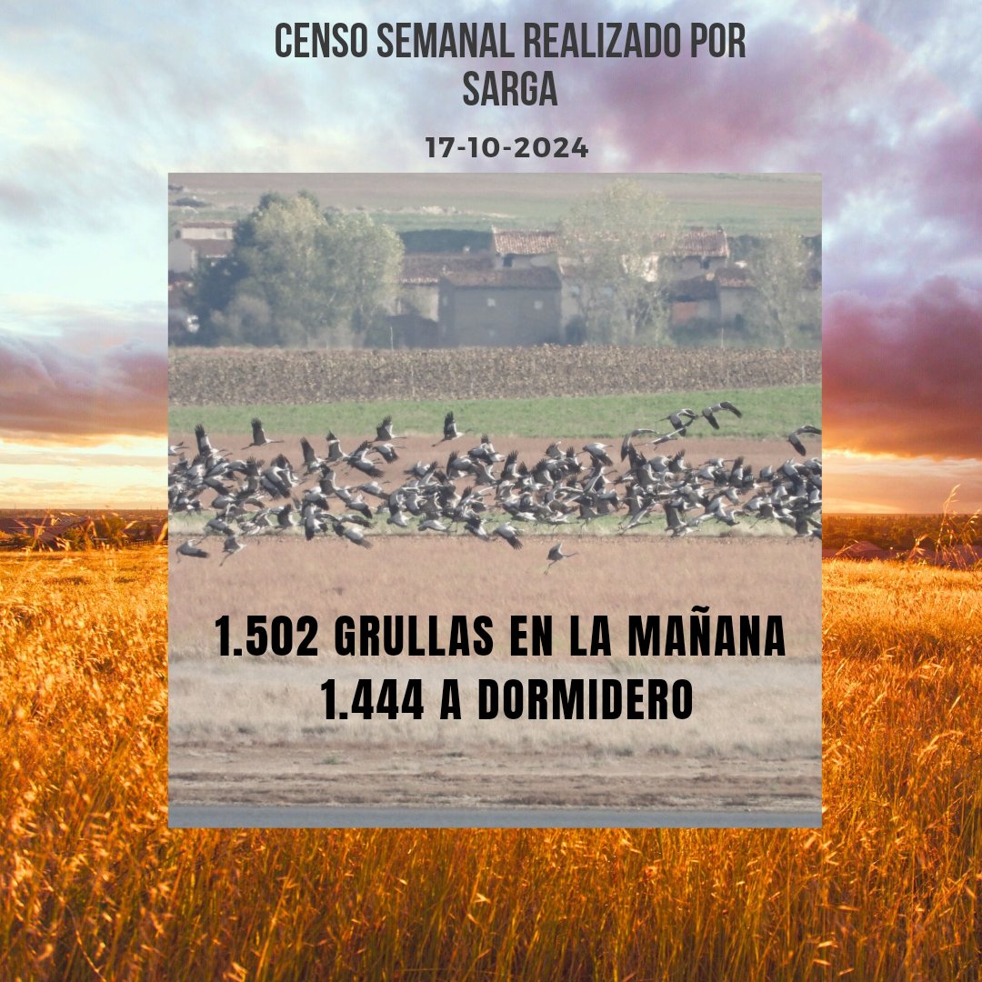 Primer censo oficial de la temporada.
#lagunadegallocanta
#grullas