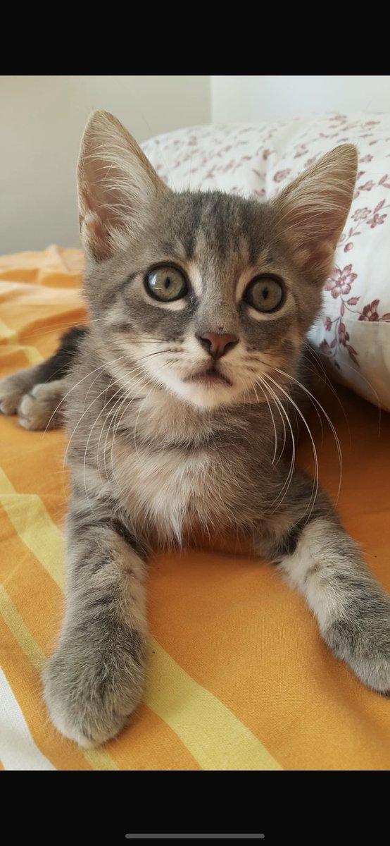 pittyperest's tweet photo. PAYLAŞIM DESTEĞİ RİCASIYLA…

Gri olan 3.5 aylık erkek sarı olan 3 aylık erkek ikisini de sokakta buldum tedavi ettirdim tuvalet eğitimleri var ilan bursadan ama gerekirse istanbula getirebilirim ❣️
Bursa-İstanbul 
iletişim: 05375965355 https://t.co/oqnlkWb539
