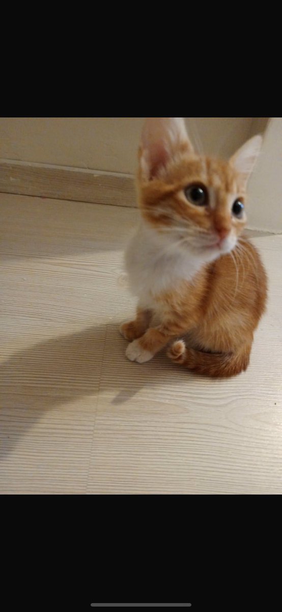 pittyperest's tweet photo. PAYLAŞIM DESTEĞİ RİCASIYLA…

Gri olan 3.5 aylık erkek sarı olan 3 aylık erkek ikisini de sokakta buldum tedavi ettirdim tuvalet eğitimleri var ilan bursadan ama gerekirse istanbula getirebilirim ❣️
Bursa-İstanbul 
iletişim: 05375965355 https://t.co/oqnlkWb539