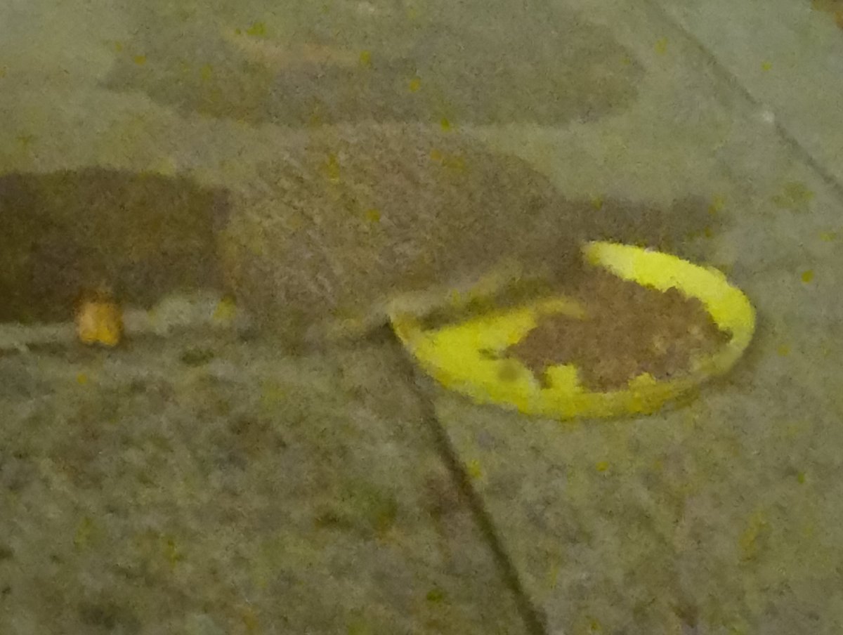 Hungry visitor...
