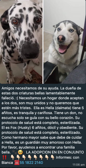 Mascotas Sismo tweet media