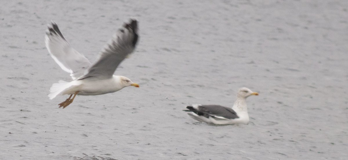 Joe Fryer (@joebirding) on Twitter photo Brilliant local birding trip on Saturday morning with pec sand at nosterfield, 2 hen harriers in nidderdale and adult yellow legged gull briefly at ripon city wetlands.
<a href="/nybirdnews/">NorthYorksBirdNews</a> <a href="/YWT_North/">Yorkshire Wildlife Trust - North Yorkshire</a> <a href="/YorksWildlife/">Yorkshire Wildlife Trust - follow us on Bluesky 🦋</a> <a href="/NosterfieldLNR/">Nosterfield Nature Reserve</a> <a href="/HarrogateNats/">Harrogate District Naturalists’ Society</a> Brilliant local birding trip on Saturday morning with pec sand at nosterfield, 2 hen harriers in nidderdale and adult yellow legged gull briefly at ripon city wetlands.
<a href="/nybirdnews/">NorthYorksBirdNews</a> <a href="/YWT_North/">Yorkshire Wildlife Trust - North Yorkshire</a> <a href="/YorksWildlife/">Yorkshire Wildlife Trust - follow us on Bluesky 🦋</a> <a href="/NosterfieldLNR/">Nosterfield Nature Reserve</a> <a href="/HarrogateNats/">Harrogate District Naturalists’ Society</a>