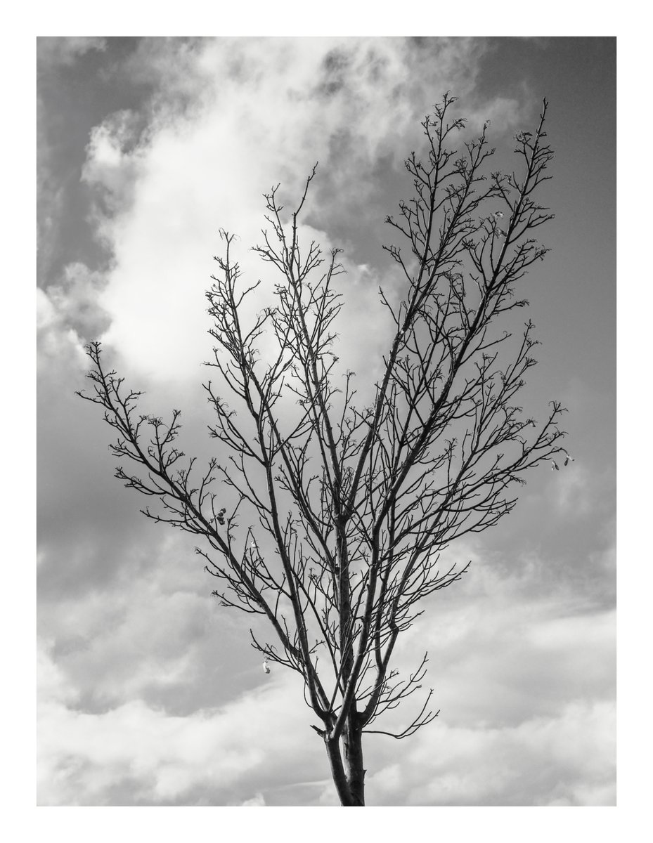 clcart's tweet photo. thursday walk
#OneCameraOneLens #Gallery365in2024 #blackandwhitephotography #photography #streetphotography https://t.co/0bqBVga8jC