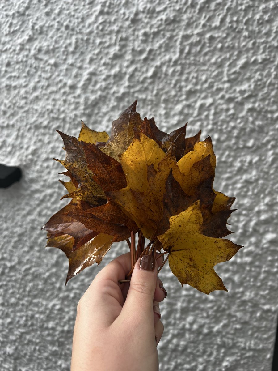 Picking Autumn treasures in the garden for the children today 🤎