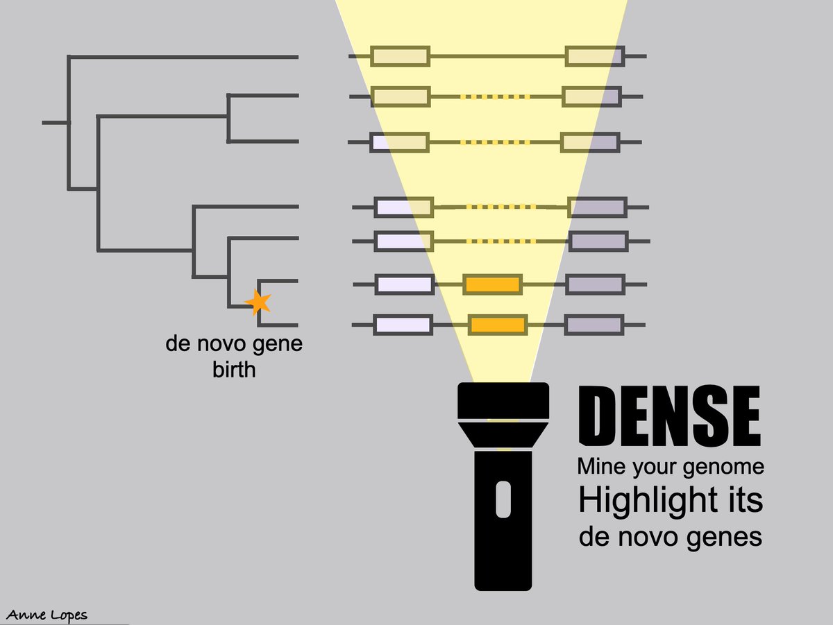 DENSE is out! Mine your genome and highlight its de novo genes :D