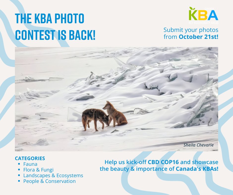 KBACanada's tweet photo. The #KBAPhotoContest kicks off Oct 21, aligned with #COP16 🌱

Capture Canada’s Key Biodiversity Areas and help highlight our country's vital ecosystems, species and conservation work. Showcase your best shots and win great prizes 🌿

Learn more: https://t.co/JTEddksevm https://t.co/HinnEOWxsY