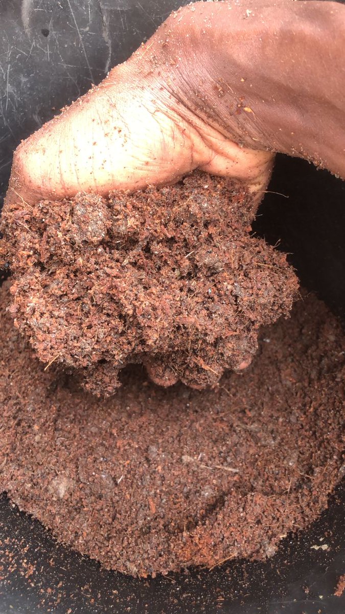 yanmifejacob's tweet photo. We produce Cocopeat at Coconoto with the husk waste gotten from farmers we dehusk for and we convert this husk into peat and fiber.
#farmers #soiless #hydroponics #coconut https://t.co/ZJDzjFEVf9