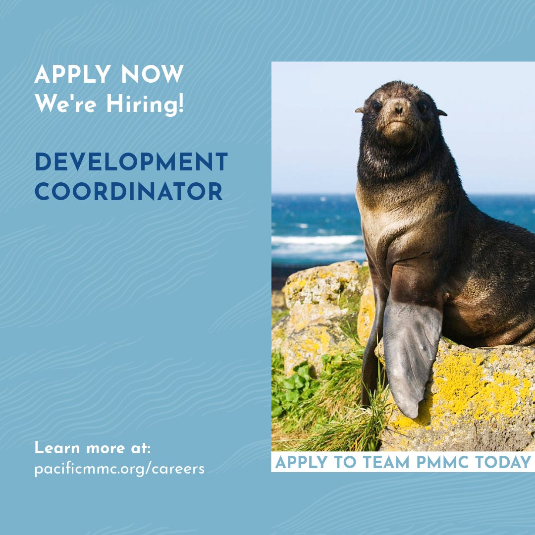 We are #HIRING! We are looking for a development coordinator to join our team. Are you creative, innovative, organized, and passionate? Join PMMC to help drive our mission of marine mammal and ocean conservation. Apply today at the link in bio.