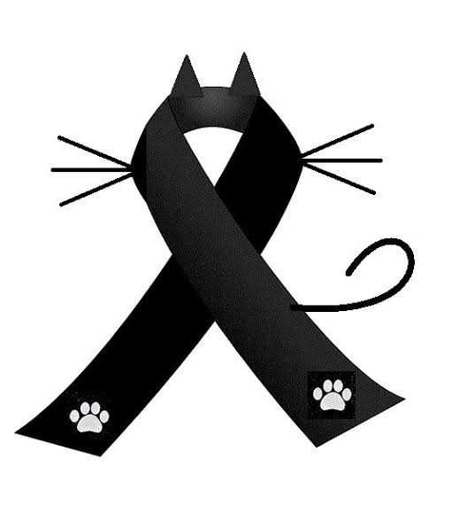sektor_87's tweet photo. Descansa en paz, mi gatito, Maxwell. 😔🥀 Gracias por toda la alegría que me diste, gracias por siempre acompañarme y preocuparte cuando no me sentía bien... https://t.co/A9VLQio1Xp