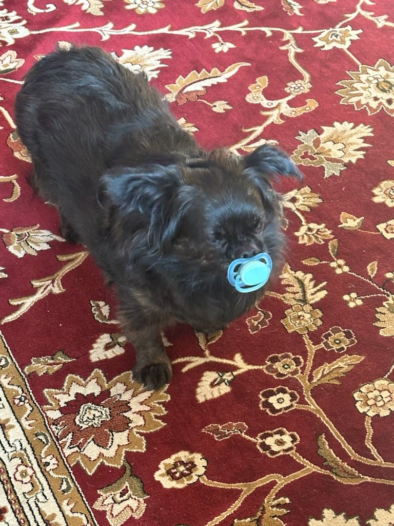 NapCatt's tweet photo. Lmao my mom's dog Pepper found a daycare kids pacifier. So cute.
#DOGS #cute https://t.co/pB9G436aGM