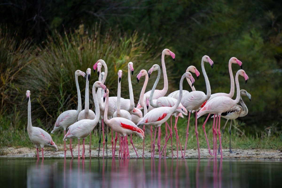 CHM LIPU Ostia tweet media