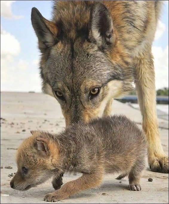 wolflope's tweet photo. Wolf. https://t.co/V9zDhYEfxp