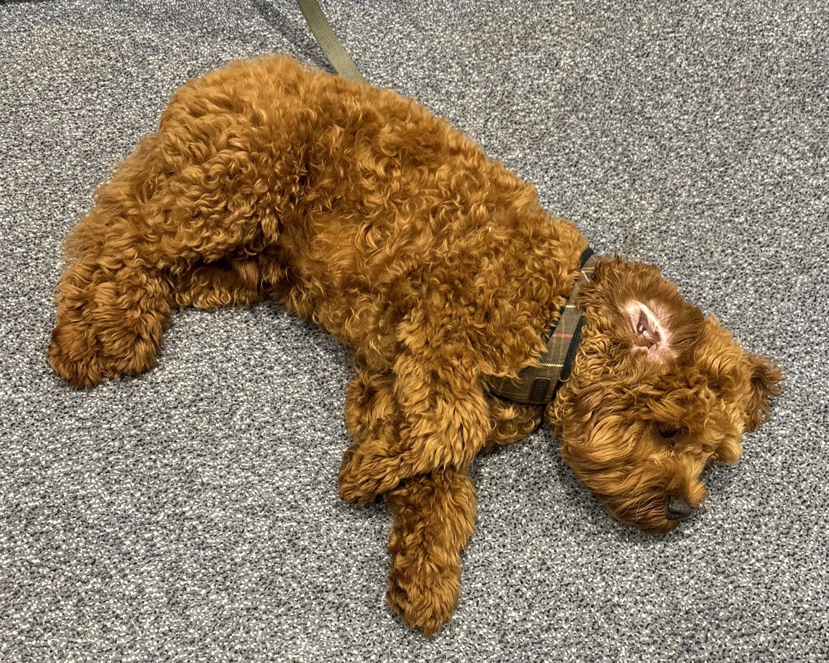 DaubeneyAcademy's tweet photo. Thank you to all our community who turned out to support our Open Evening tonight

We have had amazing feedback and demonstrated how First Class our school is. 

After a long day we are all off home and one little dog is ready for bed #FirstClass https://t.co/JZKOEZgNLk
