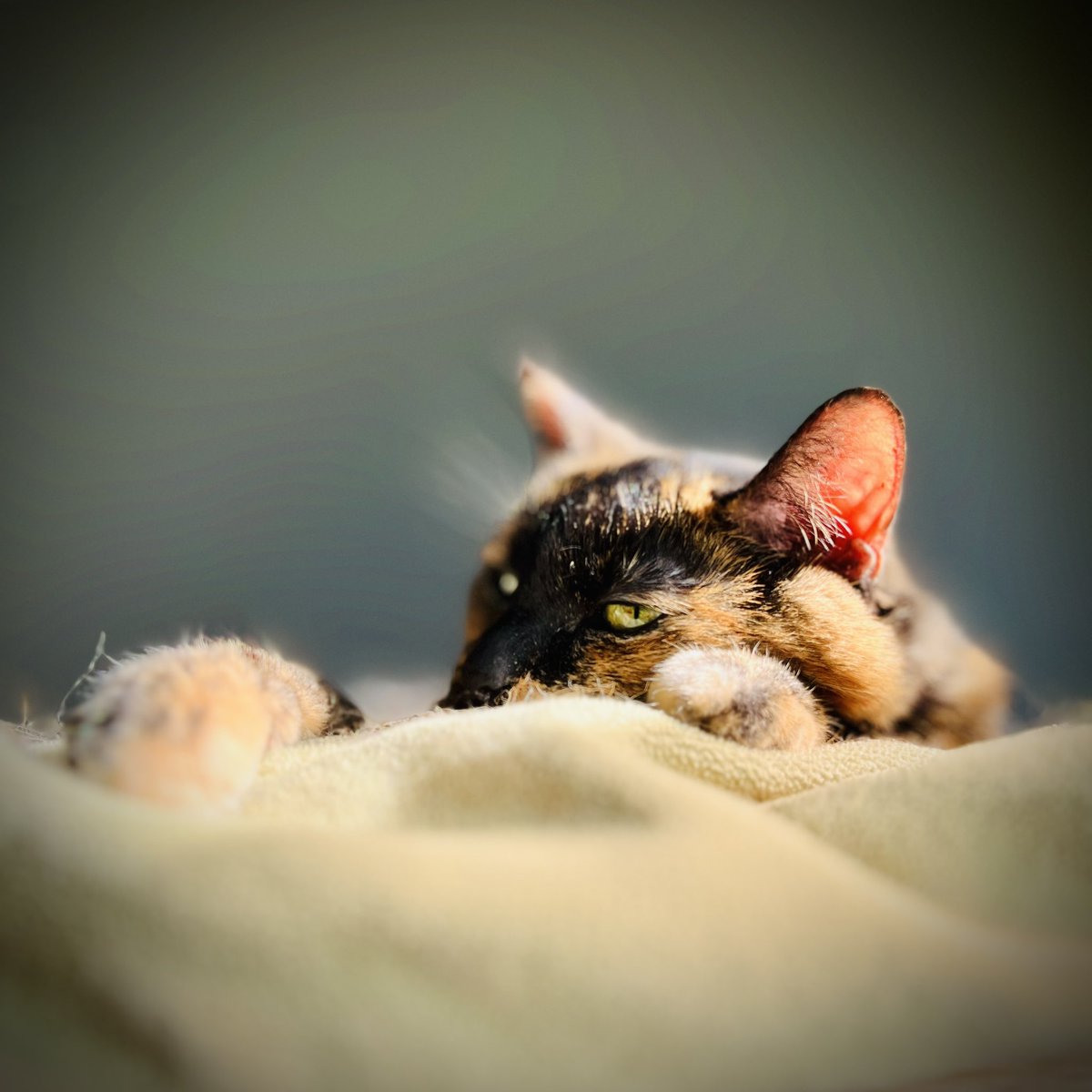 ➡️ tomchall.bsky.social tweet media