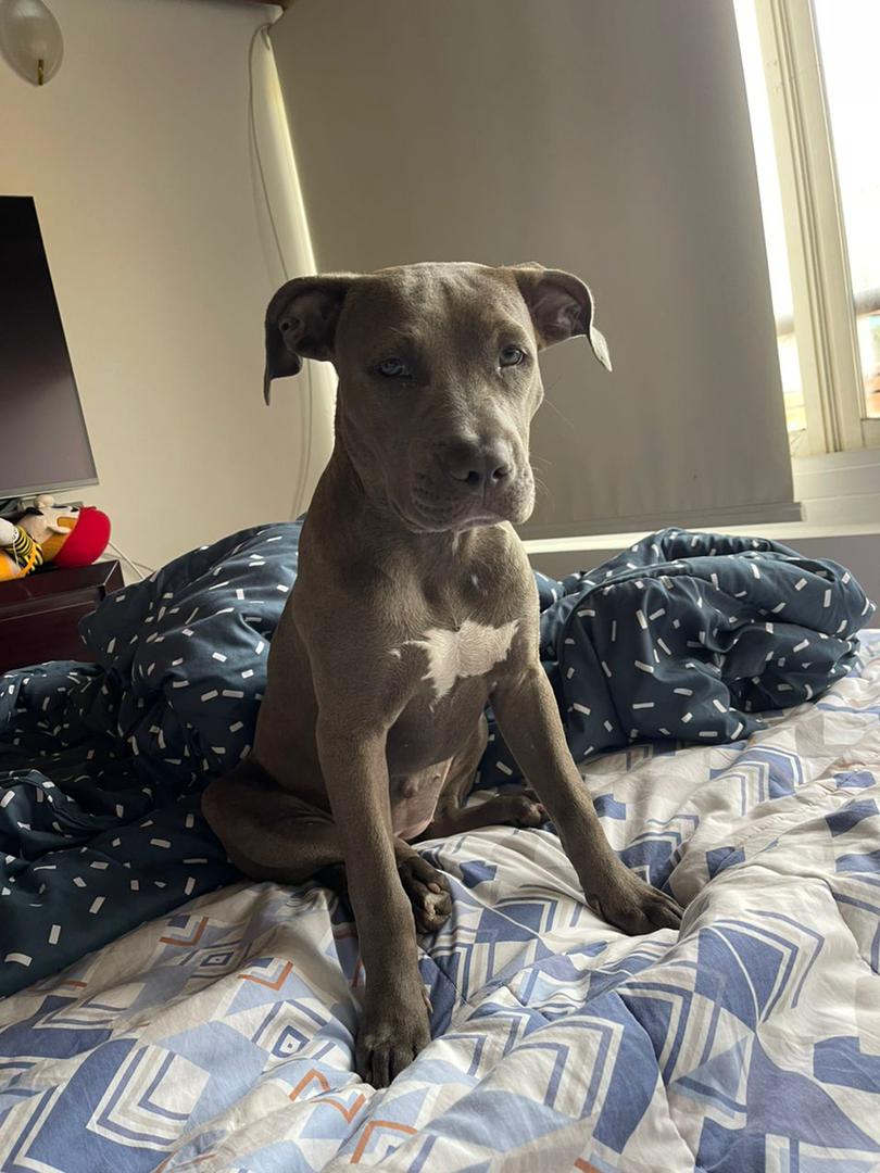 #Caracas
#AvVictoria 
Me llamo Estrella, me perdí en la Avenida Victoria, Calle el Progreso. Por favor si alguien la ve llamar o escribir al 04141826926. Mis papas están muy tristes
Favor difundir🩷🐶🙏🏻
Gracias🫶🏻🇻🇪