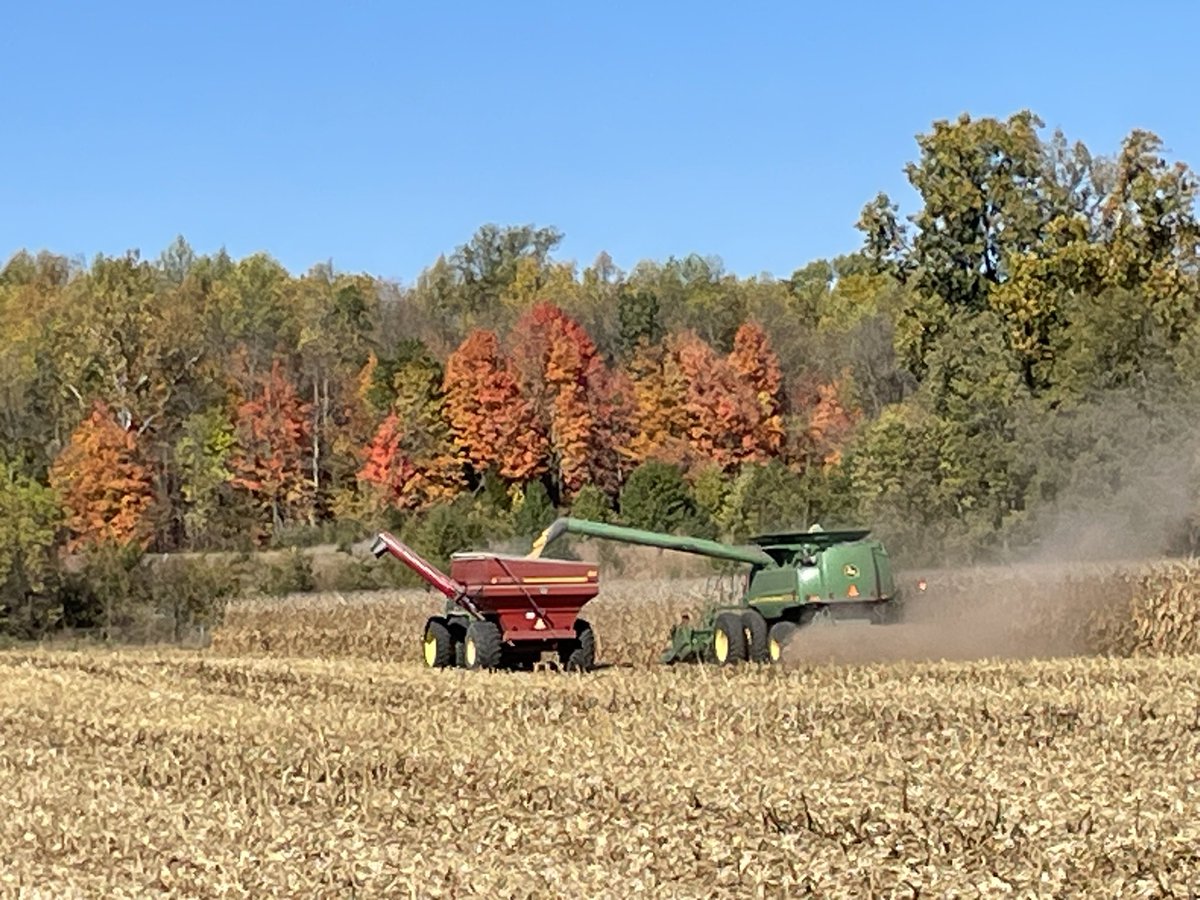 One of those very nice harvest days! #agrigold