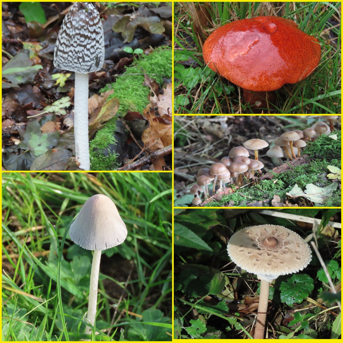 nicolaann85🦋🌱🦉 tweet media