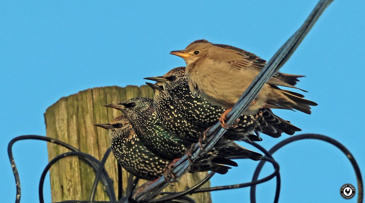 Flight Identification of European Raptors - Cornwall Birds (CBWPS)