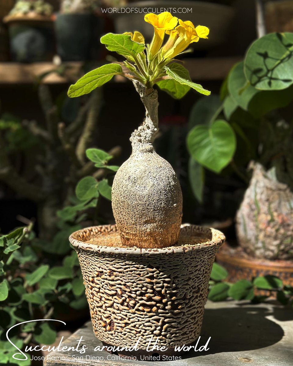 SucculentWorld's tweet photo. Uncarina roeoesliana
Plant profile: https://t.co/MZpx67kCUb

#worldofsucculents #succupedia #succulentsaroundtheworld #uncarina #uncarinaroeoesliana #succulent #succulents https://t.co/5IXWSlxs3l