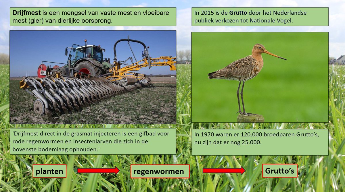 Nederland is op grond van de Vogelrichtlijn verplicht om weidevogels en hun leefgebieden te beschermen. #mestcrisis #Grutto