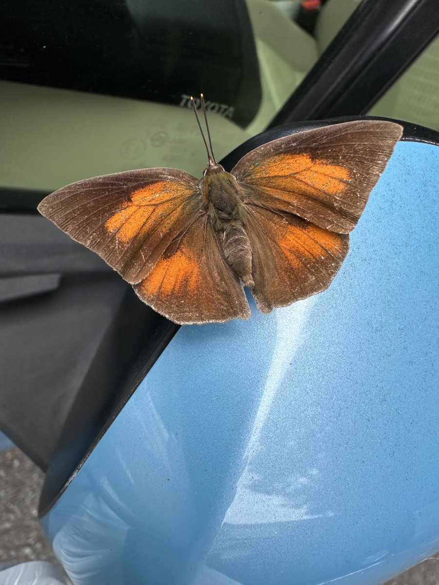 insect460nm's tweet photo. #ウラギンシジミ♂
タテハチョウっぽい性格で人工物好きなんだろか？
わざわざ目立つ水色の車に https://t.co/A3cvNRe54h