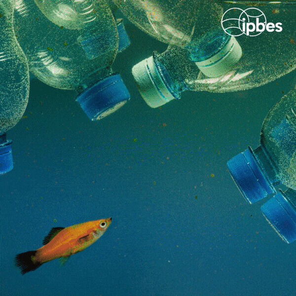 UNBiodiversity's tweet photo. Negative impacts on the planet and people are becoming more profound as exposure to plastic pollutants intensifies. 🐟 🐟

Read the report: https://t.co/UNzUAfO0NX
#GlobalAssessment

via @IPBES https://t.co/G89qjLYWys