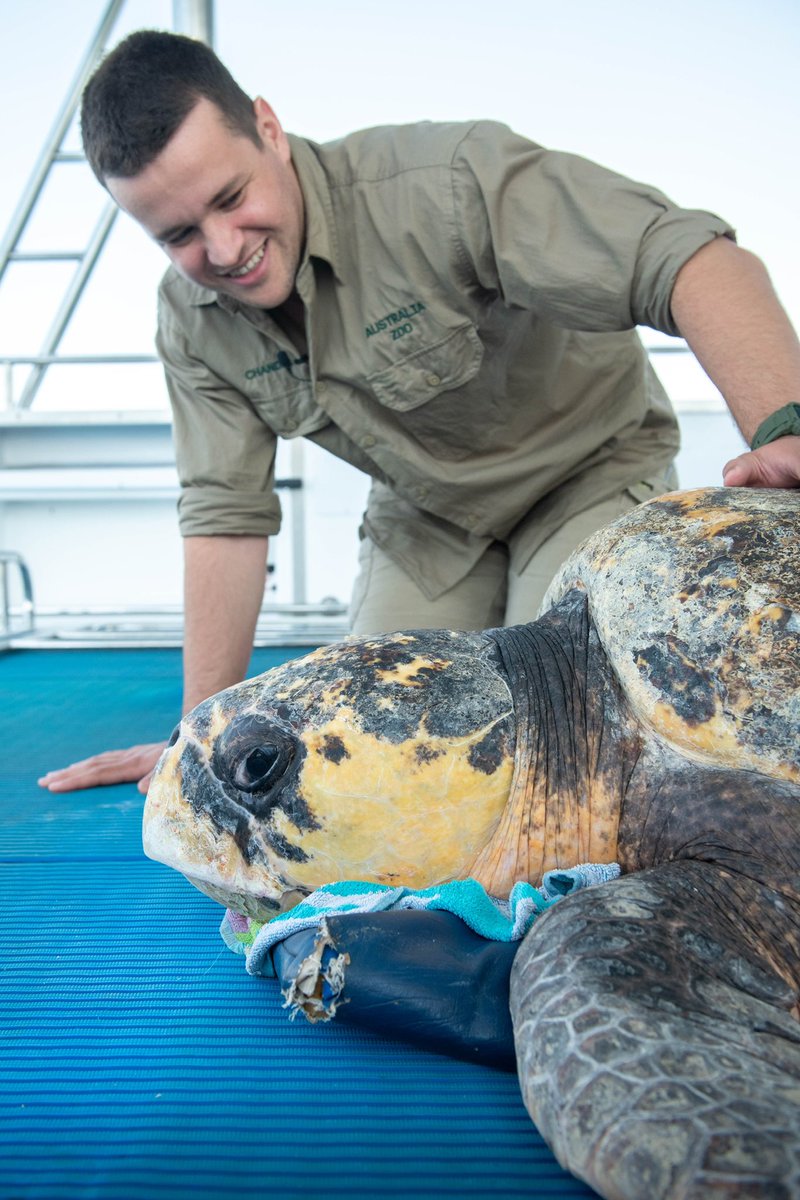 Wildlife Warriors (@wildwarriors) on Twitter photo Now that’s a big turtle! 😍 We treat sea turtles of all sizes at the <a href="/AustraliaZoo/">Australia Zoo</a> Wildlife Hospital, from tiny hatchlings to ancient giants like this guy. After months of recovering at our sea turtle facility, he was able to go home! 🩵 Now that’s a big turtle! 😍 We treat sea turtles of all sizes at the <a href="/AustraliaZoo/">Australia Zoo</a> Wildlife Hospital, from tiny hatchlings to ancient giants like this guy. After months of recovering at our sea turtle facility, he was able to go home! 🩵