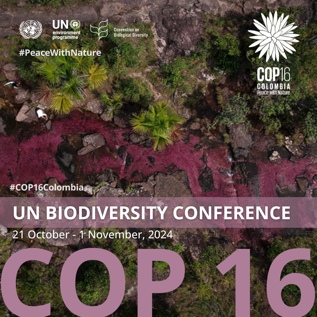 Next week all eyes will be on Cali 🇨🇴 as #COP16Colombia begins under the theme #PeaceWithNature.

This will be a key moment to turn Kunming-Montreal Global Biodiversity Framework commitments into tangible action. Join <a href="/UNEP/">UN Environment Programme</a> there at one of our events: unep.org/events/confere…