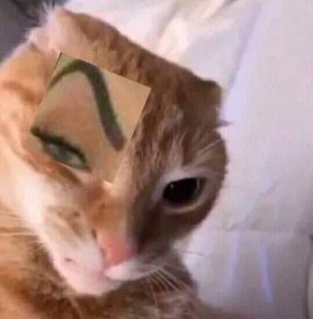 grian looks exactlylke this fuckass cat image and its killing me