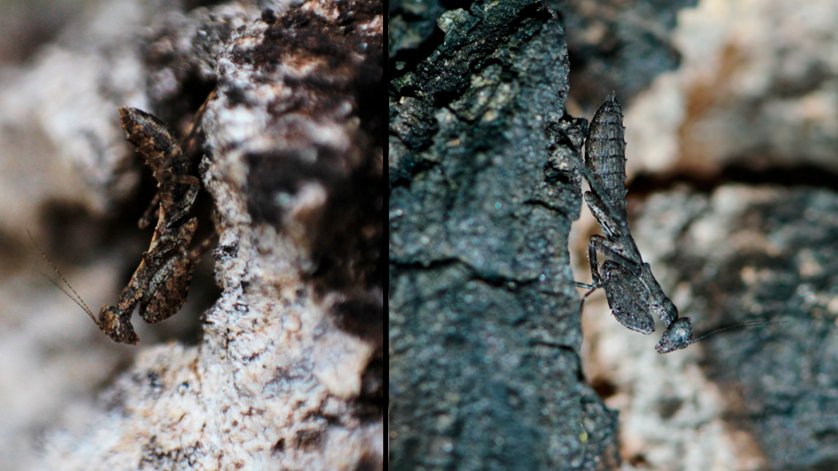 *Paper Alert* Our new paper in @ASNAmNat shows how fire impacts background colors and challenges camouflage. We highlight how background selection and polymorphic populations boost survival by reducing predation risks in neotropical fire-prone savannas. journals.uchicago.edu/doi/10.1086/73…"